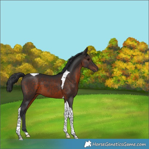 Horse Color:Brown Tobiano 