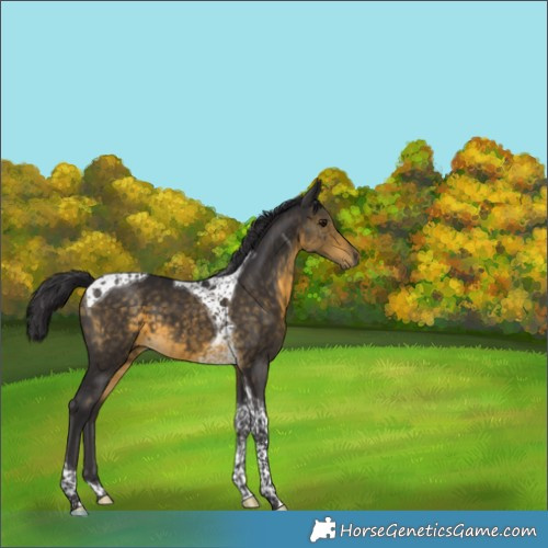 Horse Color:Buckskin Tobiano 