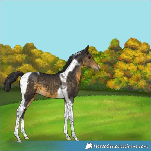 Horse Color:Buckskin Tobiano 