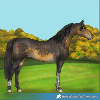 Horse Color:Buckskin Tobiano Rabicano