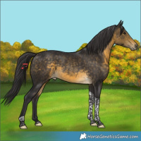 Horse Color:Buckskin Tobiano Rabicano 