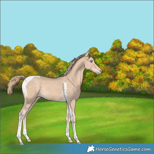 Horse Color:Perlino Tobiano Rabicano 