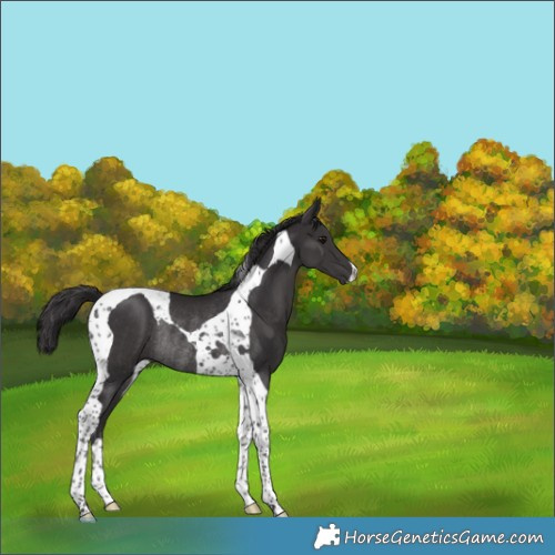 Horse Color:Smoky Black Tobiano Rabicano 