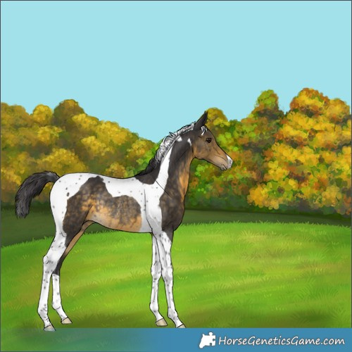 Horse Color:Buckskin Tobiano Rabicano 