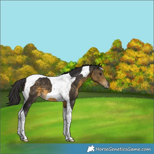 Horse Color:Buckskin Tobiano 