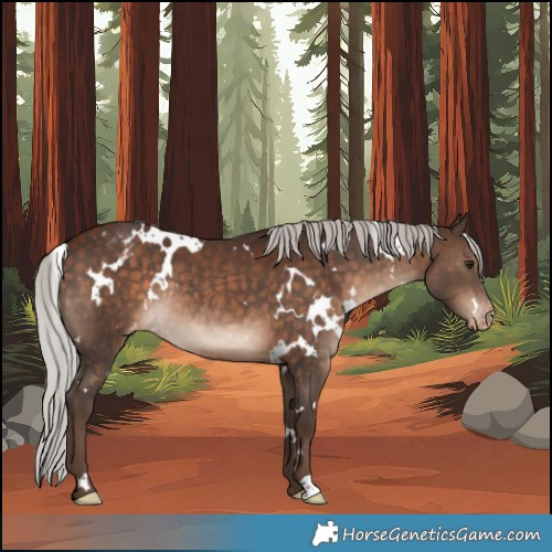 Horse Color:White Spotted Silver Bay Appaloosa Rabicano 