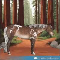 Horse Color:White Spotted Silver Bay Appaloosa Rabicano 