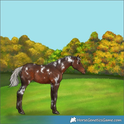 Horse Color:White Spotted Silver Brown Rabicano 