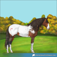 Horse Color:Bay Appaloosa