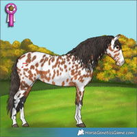Horse Color:Bay Appaloosa