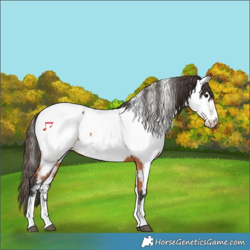 Horse Color:Bay Appaloosa 