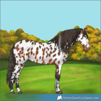 Horse Color:Bay Appaloosa