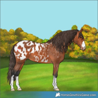 Horse Color:Bay Appaloosa 