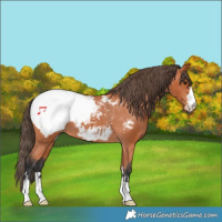 Horse Color:Bay Appaloosa