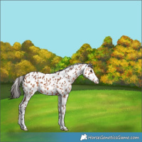 Horse Color:Bay Appaloosa 