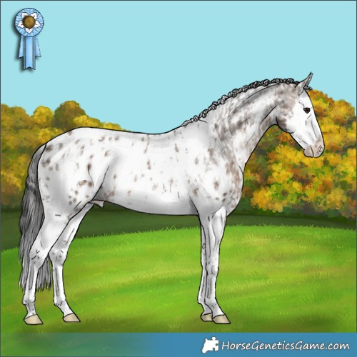 Horse Color:Brown Dun Sabino Splash Appaloosa Rabicano  and White Spotted Brown Dun Splash Tobiano Appaloosa Rabicano 