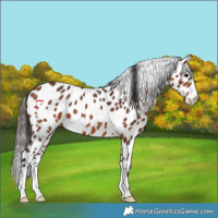 Horse Color:Bay Appaloosa 