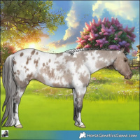 Horse Color:White Spotted Liver Red Dun Varnish 