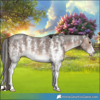 Horse Color:Liver Chestnut Sabino