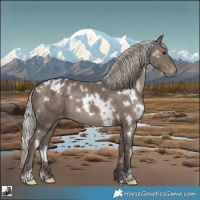 Horse Color:White Spotted Silver Black Appaloosa