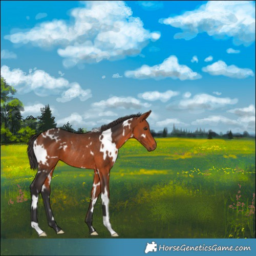Horse Color:White Spotted Bay Rabicano
