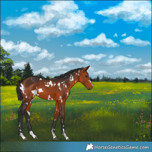 Horse Color:White Spotted Bay