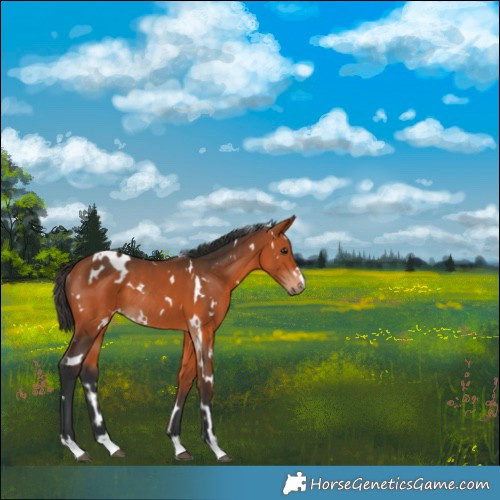 Horse Color:White Spotted Bay Rabicano