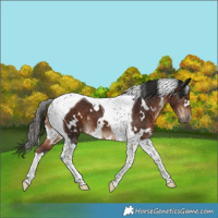 Horse Color:White Spotted Liver Chestnut Tobiano 
