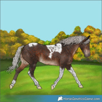 Horse Color:Silver Brown Tobiano 
