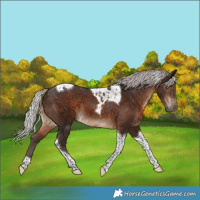Horse Color:Silver Brown Tobiano 