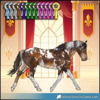 Horse Color:White Spotted Chocolate Palomino Tobiano  and White Spotted Liver Chestnut Tobiano 