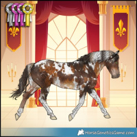 Horse Color:White Spotted Chocolate Palomino Tobiano  and White Spotted Liver Chestnut Tobiano