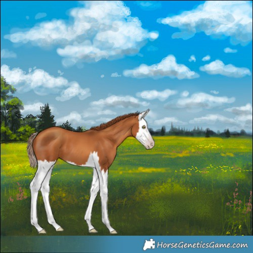 Horse Color:Gray Gold Champagne Splash