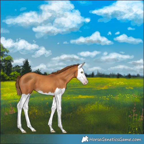 Horse Color:Gray Gold Champagne Splash 