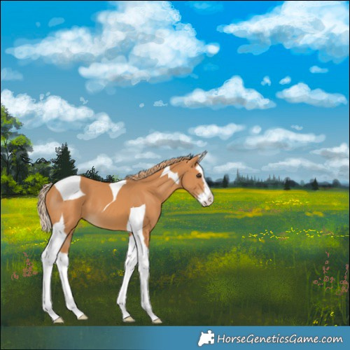 Horse Color:Chestnut Splash Tobiano