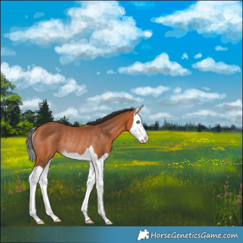 Horse Color:Bay Splash Rabicano