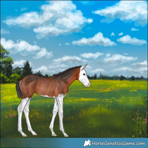 Horse Color:Bay Splash Rabicano