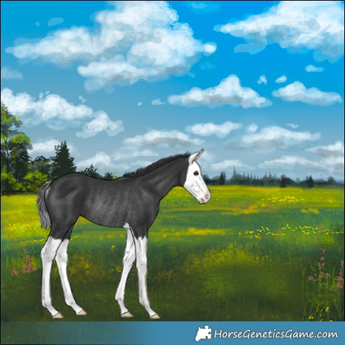 Horse Color:Black Splash Rabicano