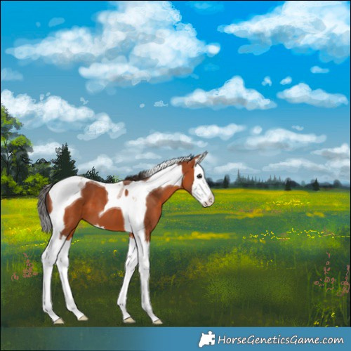 Horse Color:Bay Splash Tobiano