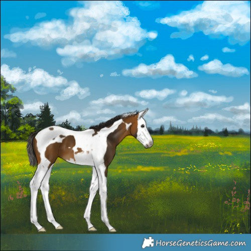 Horse Color:Gray Buckskin Splash Tobiano