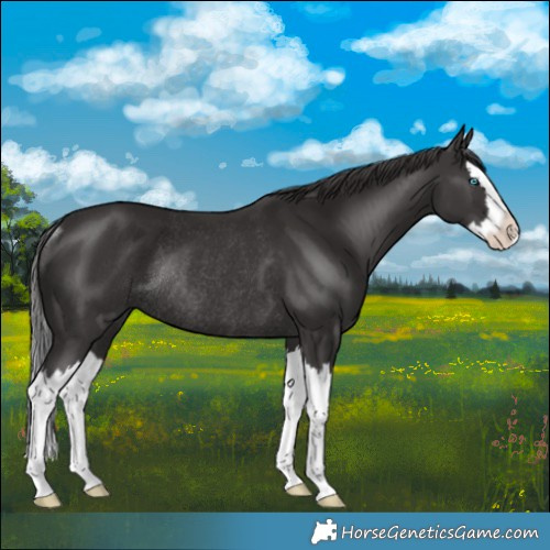 Horse Color:Smoky Black Splash Rabicano 