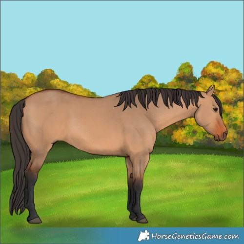 Horse Color:Bay Dun