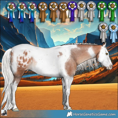 Horse Color:Silver Bay Splash Tobiano Appaloosa Rabicano 