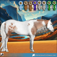 Horse Color:Silver Bay Splash Tobiano Appaloosa Rabicano
