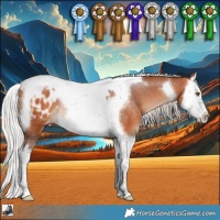 Horse Color:Silver Bay Splash Tobiano Appaloosa Rabicano 