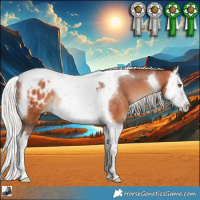 Horse Color:Silver Bay Splash Tobiano Appaloosa Rabicano