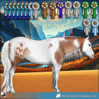 Horse Color:Silver Bay Splash Tobiano Blanket Rabicano 