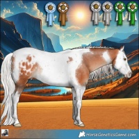 Horse Color:Silver Bay Splash Tobiano Appaloosa Rabicano 