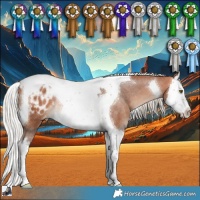 Horse Color:Silver Bay Splash Tobiano Appaloosa Rabicano