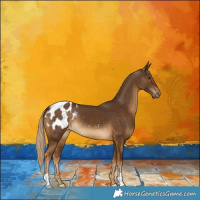 Horse Color:Chocolate Palomino Appaloosa 